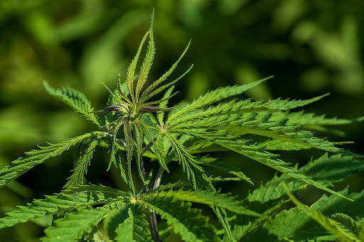 What Your Everyday Paper Products Are Made Of — and Why It Matters