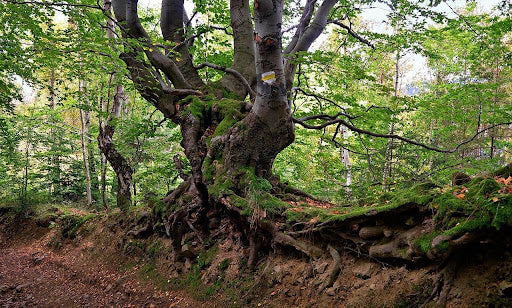 From Forests to Homes: The Environmental Impact of Conventional Paper Products