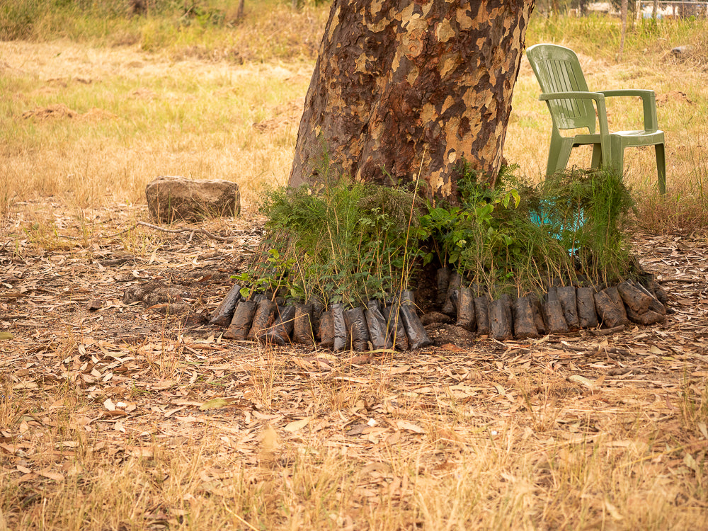 Growing More Than Trees: The Machakos Fruit Tree Initiative